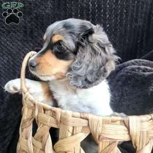 Tinker, Dachshund Puppy